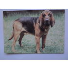 Календарик 1993 г.  Бладхаунд. (97).