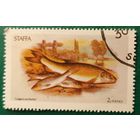 Шотландия остров Стаффа Рыбы 08