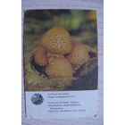 Календарик, 1986, Чешуйчатка обыкновенная, из серии "Грибы Латвийской ССР".