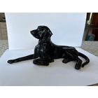 Собака - Поинтер. Касли