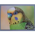 Попугайчик. Открытка, глянец