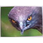 Орел-ужеед. Птицы. Фауна. Открытка, глянец