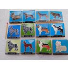 Значки. Породы собак. цена за 1 шт.