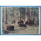 Белавежская пушча. Маладыя зубры (Беловежская пуща. Молодые зубры) 1963 г. Чыстая.