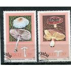 ЮАР. Сискей. Ядовитые грибы