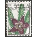 Бельгия. Выставка цветов. Стапелия. 1965г. Mi#1377.