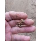 Лот по вермахту. Вермахт. Ключ.