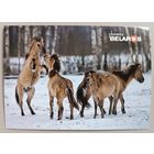 Серия "Планета Беларусь". Тарпановидные лошади. Фауна. Открытка, глянец