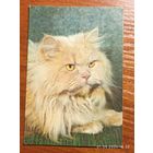 Календарик 1993 Кошка