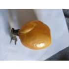 Ёлочные игрушки с 3 рубля