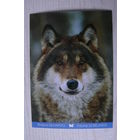 2014, Беларусь, Белпочта; Плыткевич С., Волк.