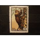 СССР 1961 ФАУНА МЕДВЕДЬ / ЧИСТЫЕ*