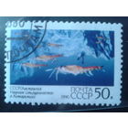 1990 Криль, концевая