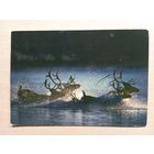 О-12. ПОДПИСАННАЯ ОТКРЫТКА. ЯПОНИЯ. ЯПОНСКИЕ ОЛЕНИ.