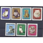 Монголия кошки фауна