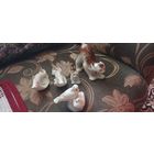 Бригада. Все целые.