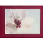 8 Марта! Поздравление от объединение ВЭФ. Пределиса Двойная.