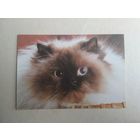 Карманный календарик.Кошки.1995 год