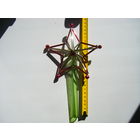 Звезда. Стеклярус. СССР. 50е годы.