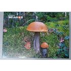 Серия "Планета Беларусь". Подосиновики. Открытка, глянец