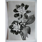 Открытка поздравительная, Цветы (10), 1968, ГДР, чистая.