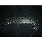 Антикварный Браслет Монисто 19-ый Век Австро-Венгрия