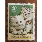 Румыния 1965. Котята. Марка из серии