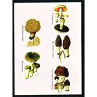 Почтовая карточка Туркменистана 1999 год Грибы чистая