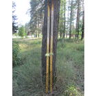 Лыжи "Быстрица" из СССР