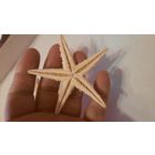 Морская звезда