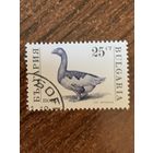 Болгария 1991. Домашний скот. Гусь. Марка из серии