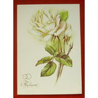 Приглашение. Чистая. 1986 года. Макаров. 425.