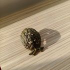 Кокарда чиновника РИА в комплекте венок и петлица позолота в патине