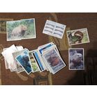 Наклейки Дикие животные  PANINI Wild Animals