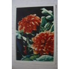 Ананьина Т.(фото), Георгины, 1965, чистая (изд. Минск).