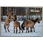 Серия "Планета "Беларусь". Тарпановидные лошади. Открытка, глянец, 2022