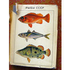 Рыбы СССР