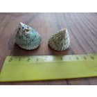 Ракушки Трохус Макулатус, 2 шт.