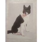 Карманный календарик. Собака.1994 год