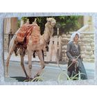 Этнография. Израиль, Иерусалим. Уличная сцена в Старом городе