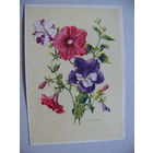 Открытка ГДР, Цветы (17), 1955, чистая.
