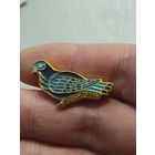 Сизый голубь