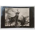 До 1917 года  открытка