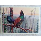 Сидоров. Токующий глухарь