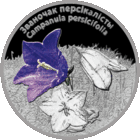 Торги . Серебро . Званочак персікалісты . Колокольчик персиколистный . 10 рублей . 2014 год .  Цветы . Растения .