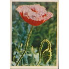 Чистая открытка 1964г. "Мак" фото Я. Гайлитис