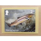 О-12. ПОДПИСАННАЯ ОТКРЫТКА. ВЕЛИКОБРИТАНИЯ. АТЛАНТИЧЕСКИЙ ЛОСОСЬ.