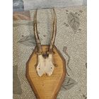 Рога косули