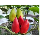 Семена перца Сибирский карлик.