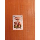 Беларусь флора грибы (1-6)